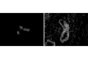 Chd5 antibody (mAb) (Clone 5A10) tested by immunofluorescence. (CHD5 anticorps  (C-Term))