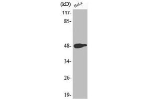 Western Blot analysis of HeLa cells using Phospho-AP-1 (T239) Polyclonal Antibody