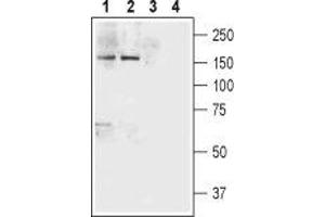 Western blot analysis of rat brain (lanes 1 and 3) and mouse brain (lanes 2 and 4) lysates: - 1,2. (Neurexin 1 anticorps  (Extracellular, N-Term))