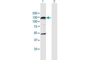Western Blot analysis of PHC1 expression in transfected 293T cell line by PHC1 MaxPab polyclonal antibody. (PHC1 anticorps  (AA 1-957))