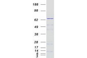 Validation with Western Blot