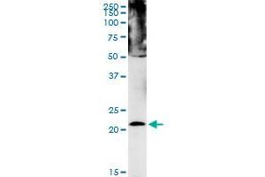 CBX5 MaxPab polyclonal antibody.