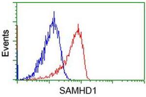 Image no. 3 for anti-SAM Domain and HD Domain 1 (SAMHD1) antibody (ABIN1500801) (SAMHD1 anticorps)