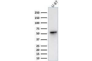 Western Blot Analysis of human U-87 cell lysate using Vimentin Rabbit Recombinant Monoclonal Antibody (VIM/1937R). (Recombinant Vimentin anticorps)