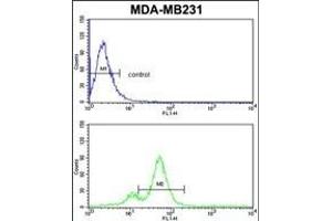 AHSA1 Antibody (N-term) (ABIN389425 and ABIN2839507) flow cytometric analysis of MDA-M cells (bottom histogram) compared to a negative control cell (top histogram). (AHSA1 anticorps  (N-Term))