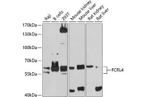 Western blot analysis of extracts of various cell lines, using FCRL4 antibody (ABIN6130396, ABIN6140563, ABIN6140564 and ABIN6214543) at 1:1000 dilution.