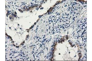 Image no. 7 for anti-Tubulin tyrosine Ligase-Like Family, Member 12 (TTLL12) antibody (ABIN1499030) (TTLL12 anticorps)