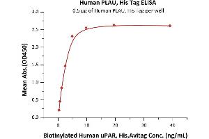 Immobilized Human PLAU, His Tag (ABIN2181654,ABIN2181653) at 5 μg/mL (100 μL/well) can bind Biotinylated Human uPAR, His,Avitag with a linear range of 0.