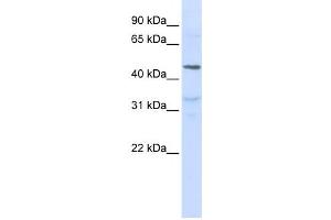 Western Blotting (WB) image for anti-Interleukin 28 Receptor, alpha (Interferon, lambda Receptor) (IL28RA) antibody (ABIN2459163) (IL28RA anticorps)