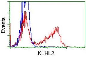 HEK293T cells transfected with either RC205347 overexpress plasmid (Red) or empty vector control plasmid (Blue) were immunostained by anti-KLHL2 antibody (ABIN2453211), and then analyzed by flow cytometry. (KLHL2 anticorps  (AA 1-100, AA 494-593))