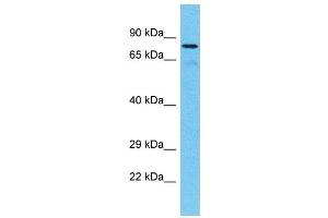 Western Blotting (WB) image for anti-Tetratricopeptide Repeat Domain 30A (TTC30A) (C-Term) antibody (ABIN2774584)