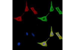 ABIN7096582 and ABIN7100646 staining HepG2 cells by IF/ICC. (STAMBPL1 anticorps)
