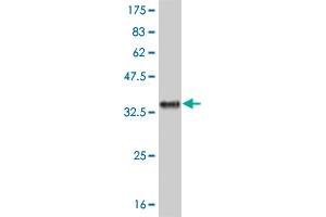 Western Blot detection against Immunogen (31. (IL-8 anticorps  (AA 21-99))