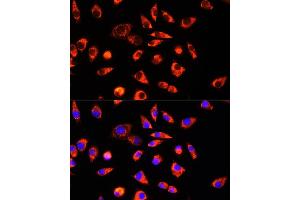 Immunofluorescence analysis of L929 cells using GCSH Rabbit pAb (ABIN6127983, ABIN6141032, ABIN6141033 and ABIN6217784) at dilution of 1:100 (40x lens).