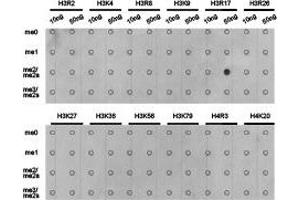 Dot-blot analysis of all sorts of methylation peptides using H3R17me2a antibody. (Histone 3 anticorps  (H3R17me2a))
