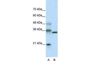 Western Blotting (WB) image for anti-Hairy and Enhancer of Split 4 (HES4) antibody (ABIN2461262) (HES4 anticorps)