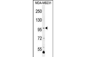 Western blot analysis in MDA-MB231 cell line lysates (35ug/lane). (PCDHA3 anticorps  (C-Term))