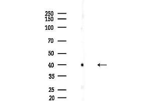 anti-Potassium Inwardly-Rectifying Channel, Subfamily J, Member 3 (KCNJ3) (Internal Region) antibody