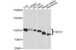 Western blot analysis of extracts of various cell lines, using TNPO1 antibody. (Transportin 1 anticorps)
