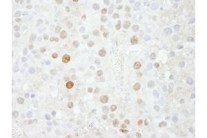 Immunohistochemistry (IHC) image for anti-Forkhead Box K1 (Foxk1) (AA 683-733) antibody (ABIN7448569) (Foxk1 anticorps  (AA 683-733))