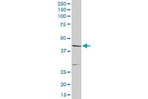 CNP MaxPab rabbit polyclonal antibody. (Cnpase anticorps  (AA 1-421))