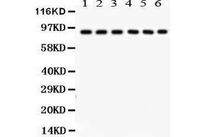 Anti- Oct-1 Picoband antibody, Western blotting All lanes: Anti Oct-1  at 0. (POU2F1 anticorps  (AA 11-240))