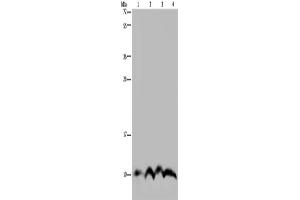 Western Blotting (WB) image for anti-NADH Dehydrogenase (Ubiquinone) 1 alpha Subcomplex, 4 (NDUFA4) antibody (ABIN2822650)