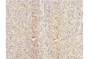 Immunohistochemistry of paraffin-embedded human tonsil tissue using ABIN7147293 at dilution of 1:100 (CDC7 anticorps  (AA 275-574))