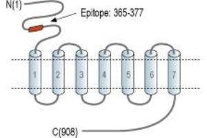 Representative domain view of the target of ABIN7885066.