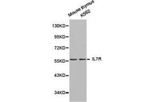 Western Blotting (WB) image for anti-Interleukin 7 Receptor (IL7R) antibody (ABIN1873219) (IL7R anticorps)