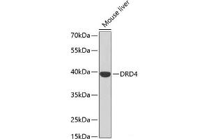 Western blot analysis of extracts of Mouse liver using DRD4 Polyclonal Antibody at dilution of 1:500. (DRD4 anticorps)