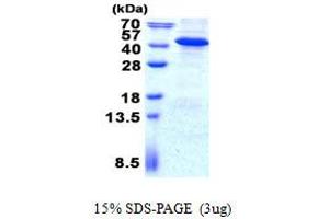 Image no. 1 for Inositol Monophosphatase Domain Containing 1 (IMPAD1) protein (His tag) (ABIN1098736)