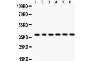 Western Blotting (WB) image for anti-Serine/threonine Kinase Receptor Associated Protein (STRAP) (AA 78-104), (N-Term) antibody (ABIN3043302) (STRAP anticorps  (N-Term))