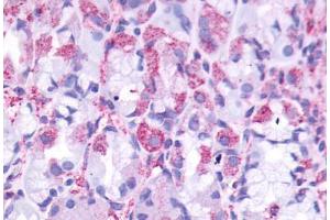 Anti-CCKBR antibody  ABIN1048383 IHC staining of human stomach. (CCKBR anticorps  (Cytoplasmic Domain))