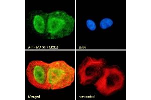 (ABIN184841) Immunofluorescence analysis of paraformaldehyde fixed U2OS cells, permeabilized with 0. (MXD3 anticorps  (C-Term))