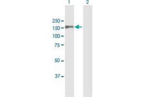 Western Blot analysis of MCM2 expression in transfected 293T cell line by MCM2 MaxPab polyclonal antibody.