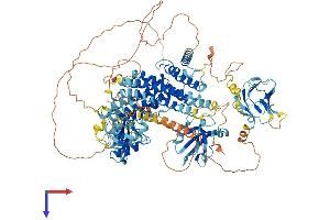 AlphaFold protein structure predicition of Human Recombinant RADIL Protein, UniprotID Q96JH8