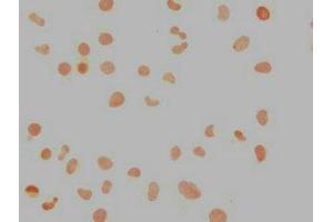 Immunocytochemistry analysis of ABIN7155816 diluted at 1:100 and staining in Hela cells performed on a Leica BondTM system.