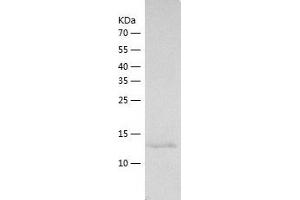 Western Blotting (WB) image for Zymogen Granule Protein 16 (ZG16) (AA 17-167) protein (His-IF2DI Tag) (ABIN7125820)