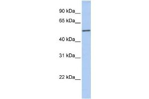 Western Blotting (WB) image for anti-Islet Cell Autoantigen 1, 69kDa (ICA1) antibody (ABIN2459802)