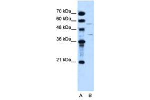 Image no. 1 for anti-Dihydroorotate Dehydrogenase (DHODH) (AA 112-161) antibody (ABIN204980) (DHODH anticorps  (AA 112-161))