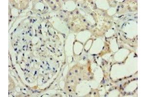 Western blot analysis of mouse brain tissue, using ASH2L antibody (3 μg/ml). (ASH2L anticorps  (AA 1-534))