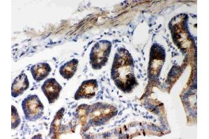 Anti-Hsp60 Picoband antibody, (ABIN3043854), IHC(P)IHC(P): Mouse Intestine Tissue (HSPD1 anticorps  (AA 260-496))