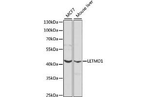 Western blot analysis of extracts of various cell lines, using LETMD1 antibody (ABIN1873537) at 1:1000 dilution. (LETMD1 anticorps)