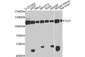 Western blot analysis of extracts of various cell lines, using VCP antibody (ABIN6290879) at 1:1000 dilution. (VCP anticorps)