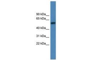 Image no. 1 for anti-Adrenergic Receptor, alpha 1d (ADRA1D) (AA 286-335) antibody (ABIN6746725) (ADRA1D anticorps  (AA 286-335))