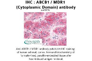 Image no. 1 for anti-ATP-Binding Cassette, Sub-Family B (MDR/TAP), Member 1 (ABCB1) (Cytoplasmic Domain) antibody (ABIN1731404)