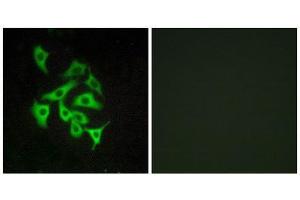 Immunofluorescence (IF) image for anti-Relaxin/insulin-Like Family Peptide Receptor 4 (RXFP4) (C-Term) antibody (ABIN1852883) (RXFP4 anticorps  (C-Term))