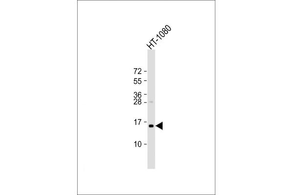 TAX1BP3 antibody  (AA 71-103)