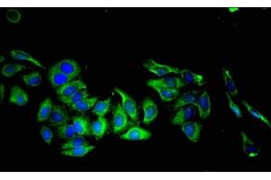 Immunofluorescent analysis of HepG2 cells using ABIN7157221 at dilution of 1:100 and Alexa Fluor 488-congugated AffiniPure Goat Anti-Rabbit IgG(H+L)